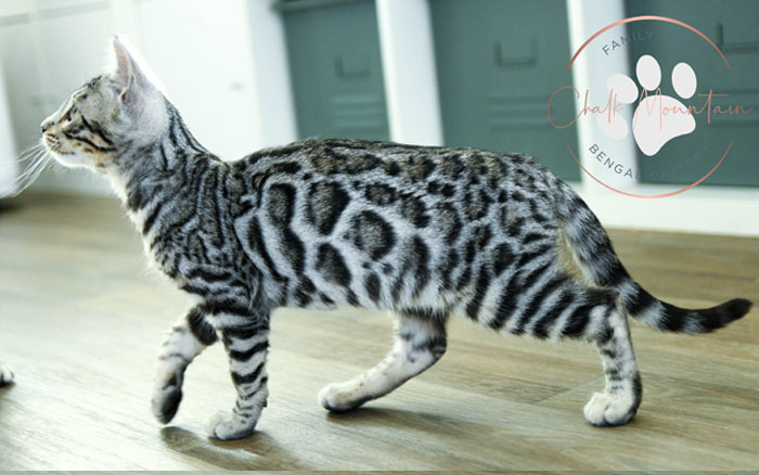 silver bengals for sale near me in texas dallas and austin area